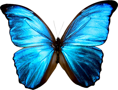 blue butterfly
